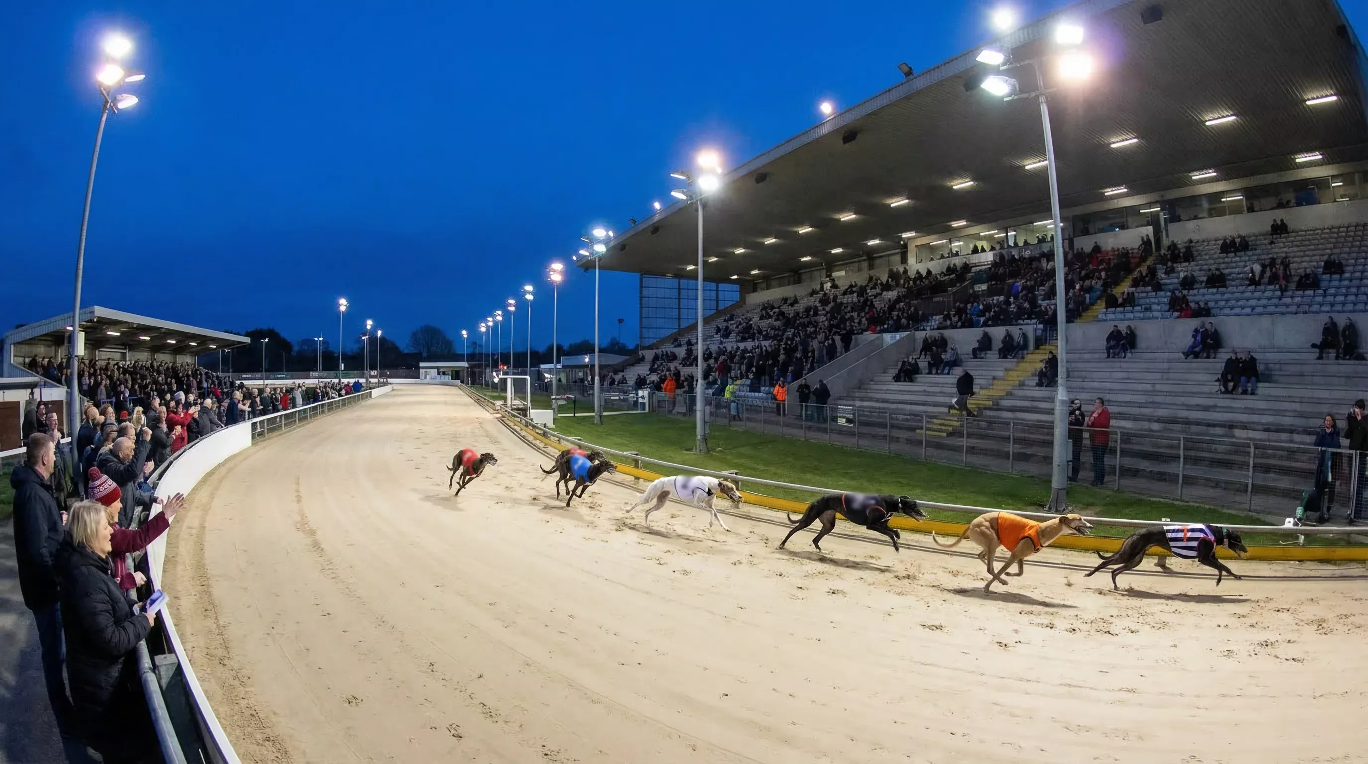Wide shot of a busy greyhound stadium with spectators in the grandstand and dogs racing on the floodlit track