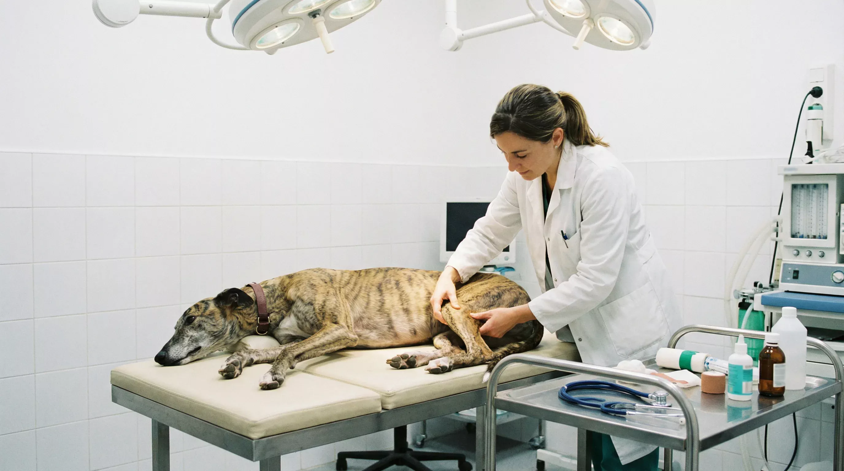 Veterinarian examining a greyhound on a padded table in a trackside veterinary room
