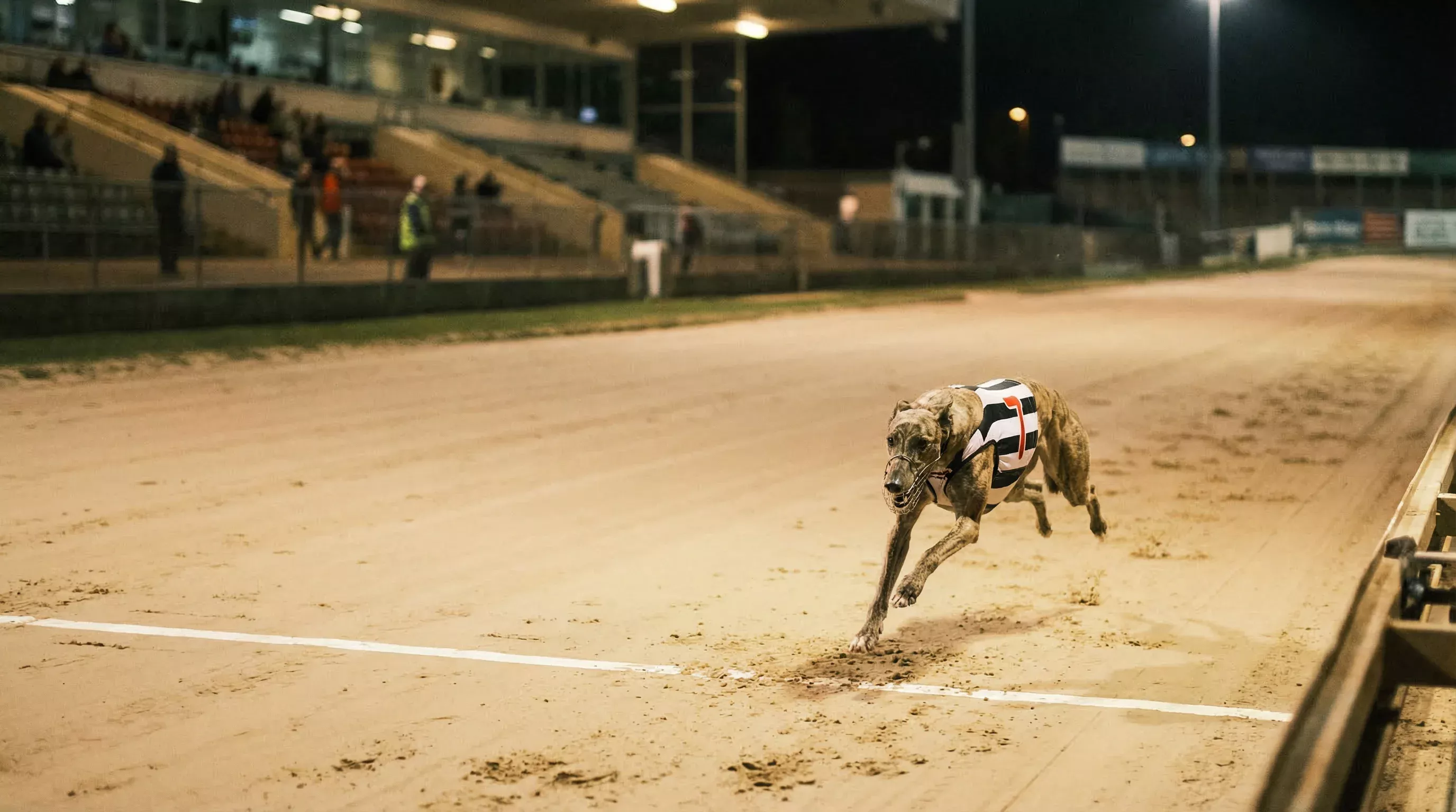 Greyhound racing down the home straight of Sunderland track during an 828m marathon under stadium lights