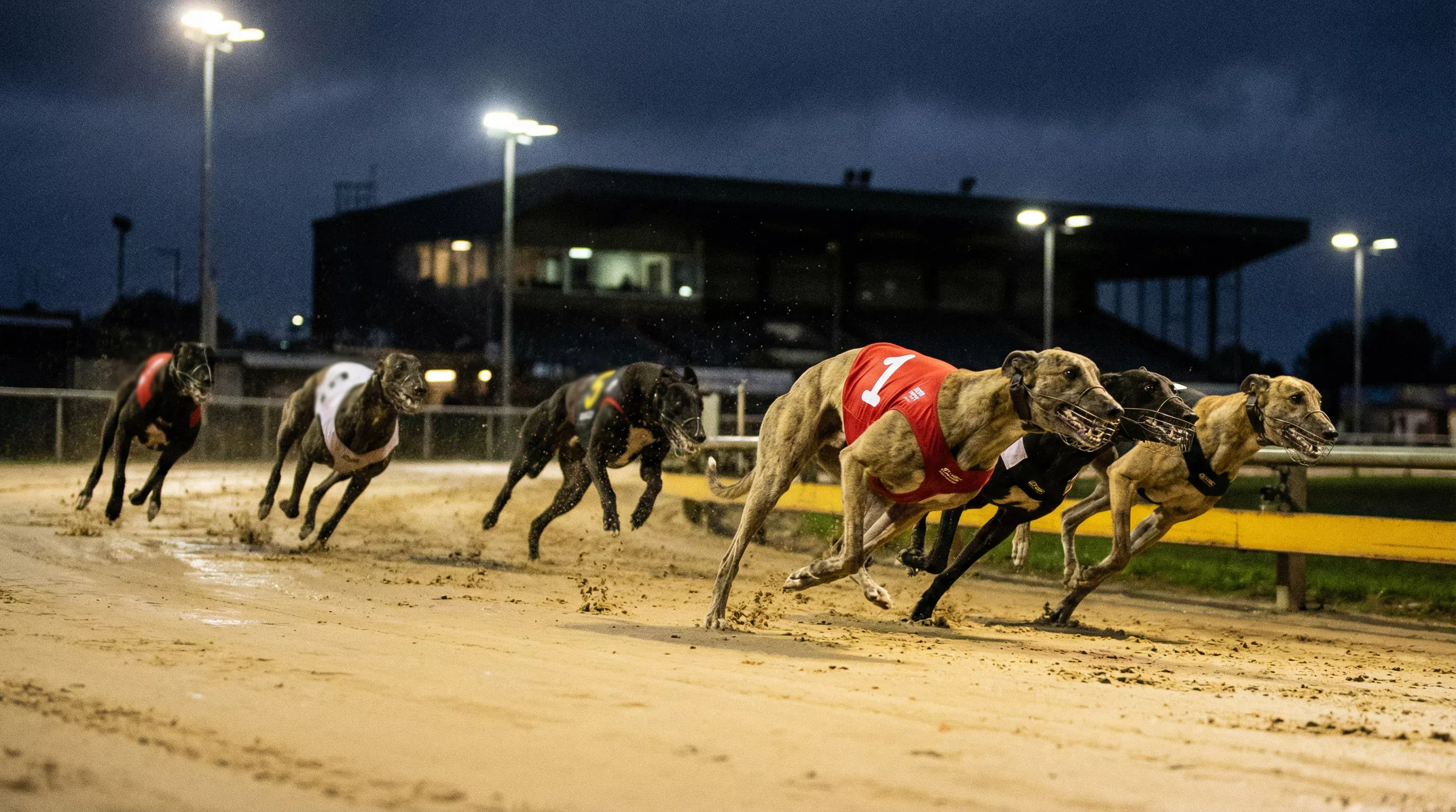 Greyhounds sprinting on the all-weather sand track at Sunderland with coloured trap jackets
