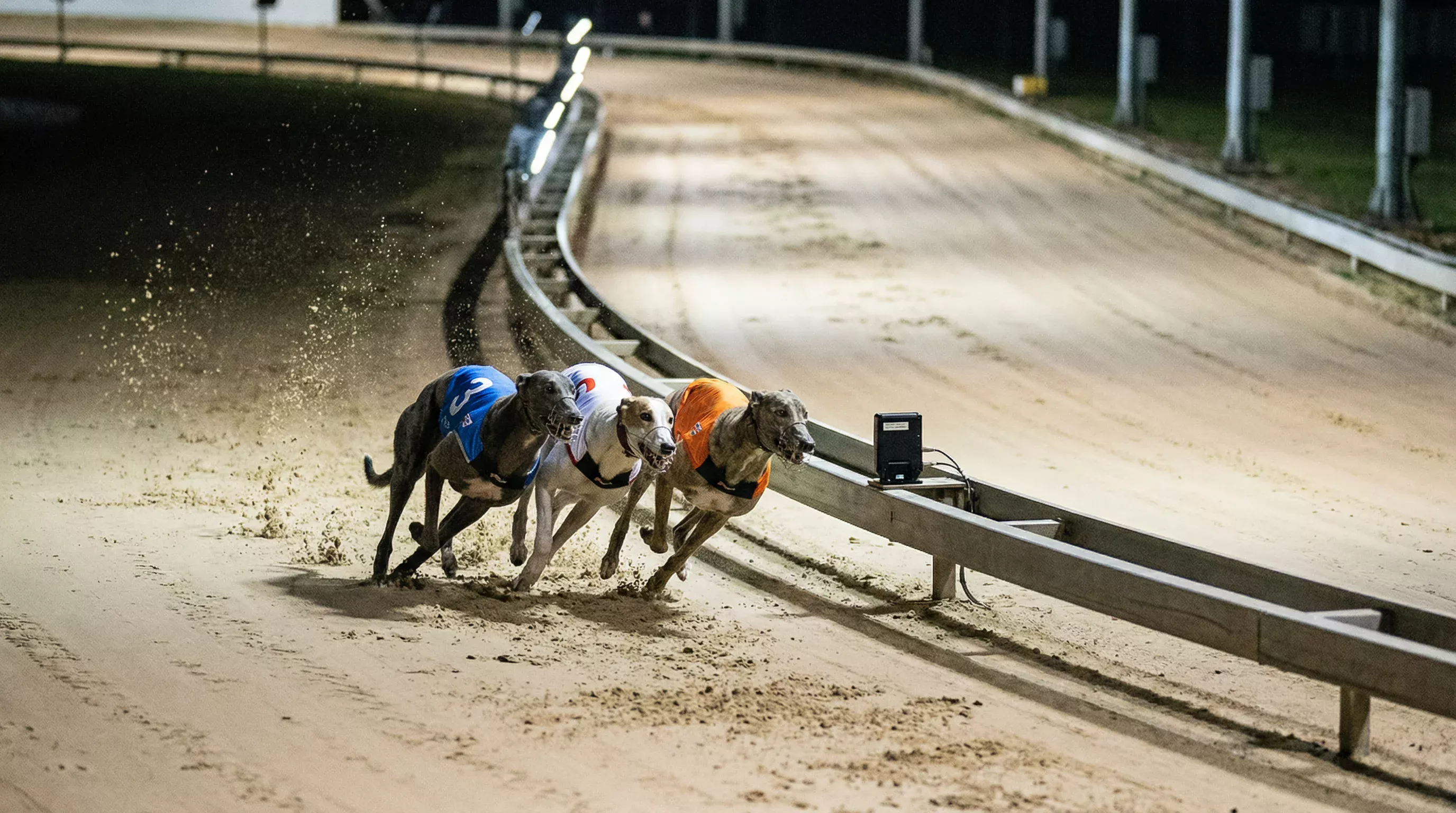 Greyhounds rounding a bend at Sunderland track with timing equipment visible on the inside rail