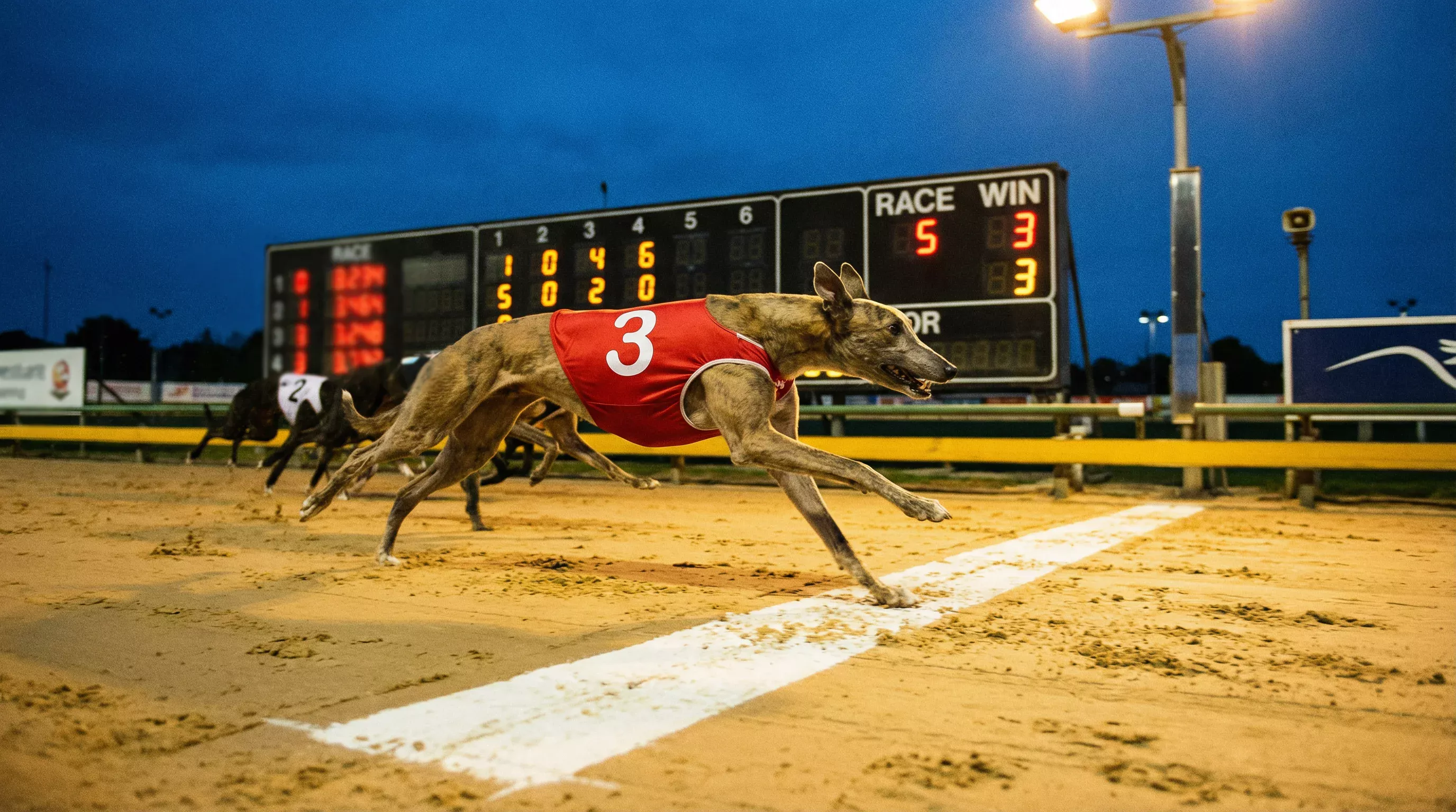 Greyhound crossing the finish line first on Sunderland sand track with the stadium scoreboard visible behind